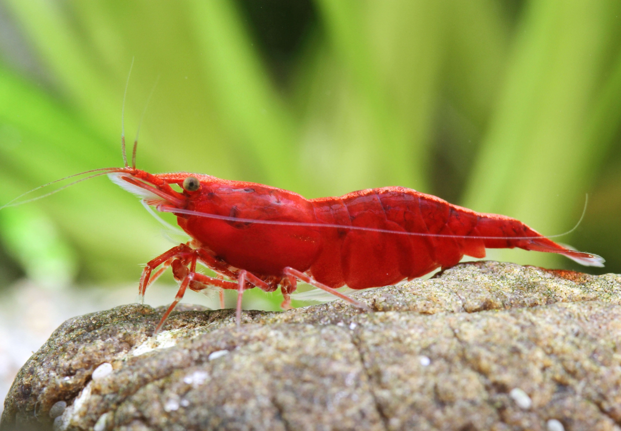 Red Cherry Shrimp